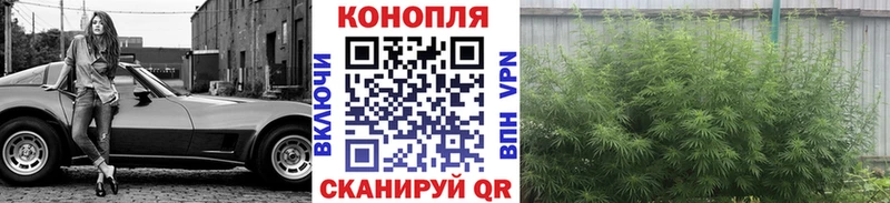 Конопля марихуана  Санкт-Петербург 